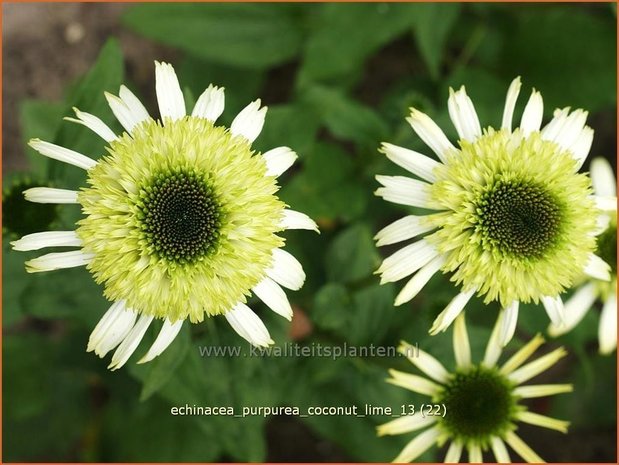 Echinacea purpurea 'Coconut Lime' | Zonnehoed