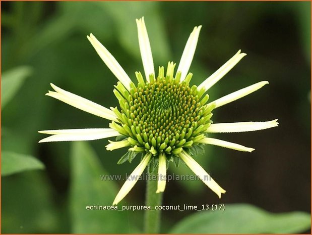 Echinacea purpurea 'Coconut Lime' | Zonnehoed