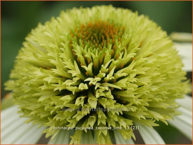 Echinacea purpurea 'Coconut Lime' | Zonnehoed