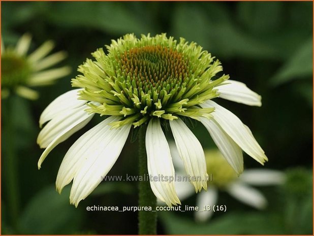 Echinacea purpurea 'Coconut Lime' | Zonnehoed