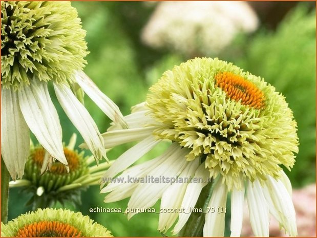 Echinacea purpurea 'Coconut Lime' | Zonnehoed