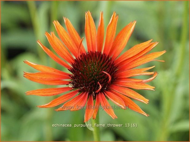 Echinacea purpurea 'Flame Thrower' | Zonnehoed