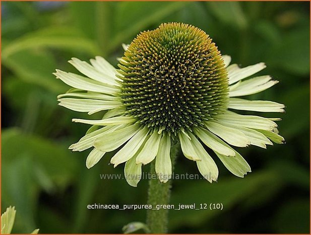 Echinacea purpurea 'Green Jewel' | Rode zonnehoed, Zonnehoed | Roter Sonnenhut