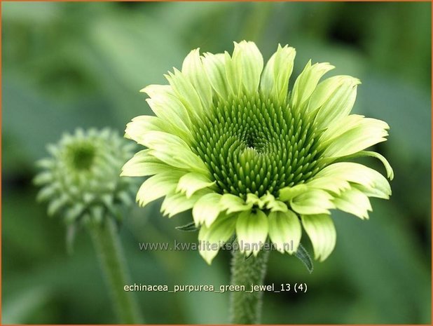 Echinacea purpurea 'Green Jewel' | Rode zonnehoed, Zonnehoed | Roter Sonnenhut