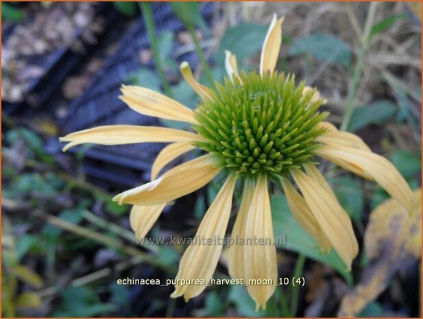 Echinacea purpurea 'Harvest Moon' | Zonnehoed