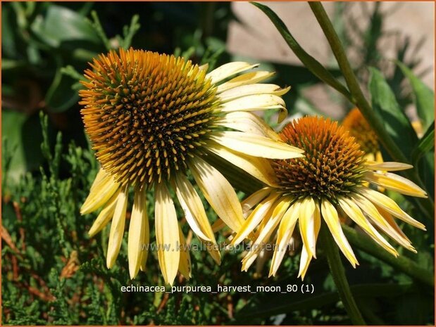 Echinacea purpurea 'Harvest Moon' | Zonnehoed