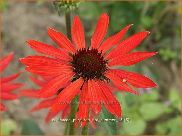 Echinacea purpurea 'Hot Summer' | Zonnehoed