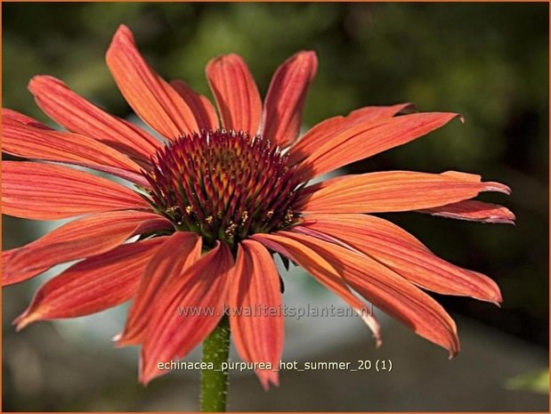 Echinacea purpurea 'Hot Summer' | Zonnehoed