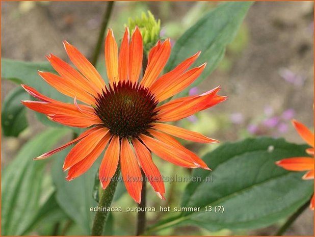 Echinacea purpurea 'Hot Summer' | Zonnehoed