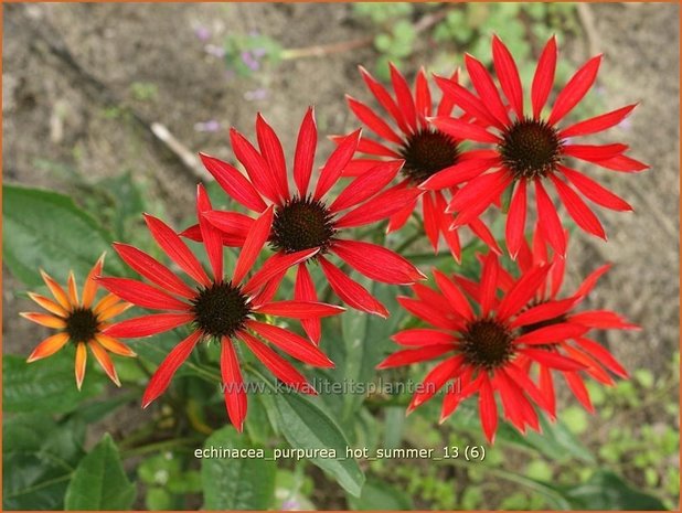 Echinacea purpurea 'Hot Summer' | Zonnehoed