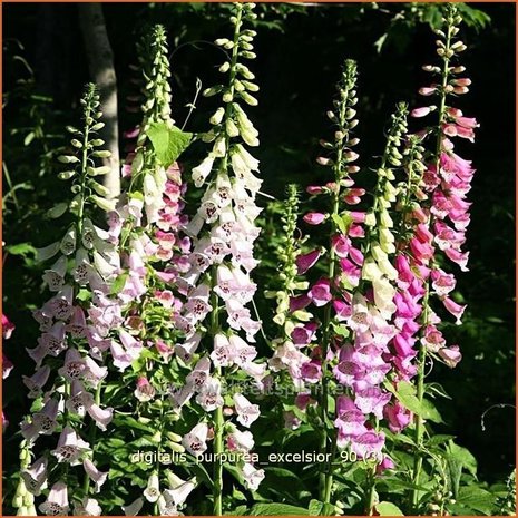 Digitalis purpurea 'Excelsior' | Vingerhoedskruid