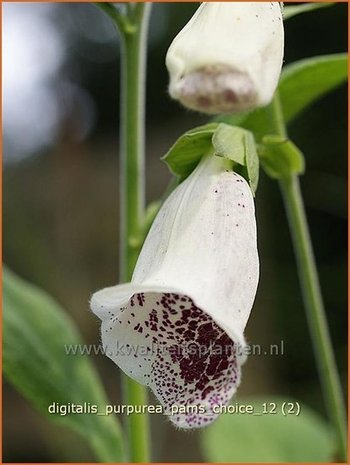 Digitalis grandiflora | Vingerhoedskruid