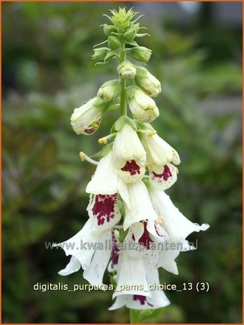 Digitalis grandiflora | Vingerhoedskruid