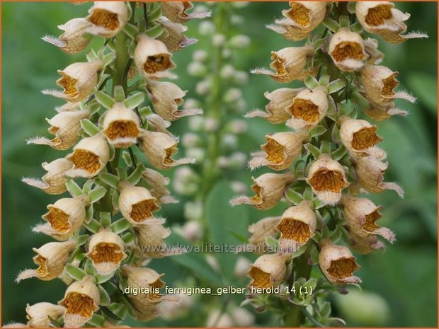 Digitalis ferruginea 'Gelber Herold' | Vingerhoedskruid