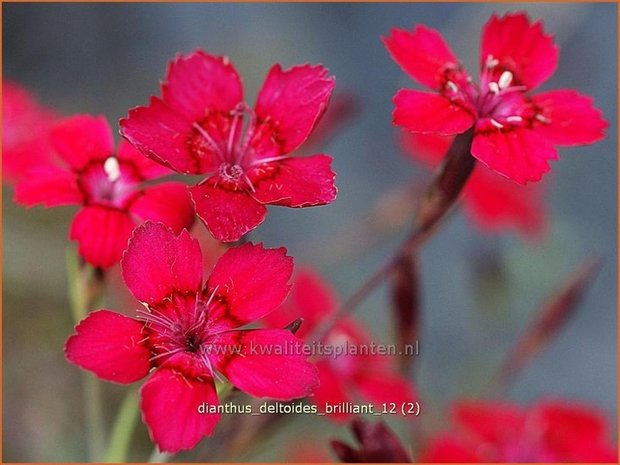 Dianthus deltoides 'Brilliant' | Anjer, Steenanjer