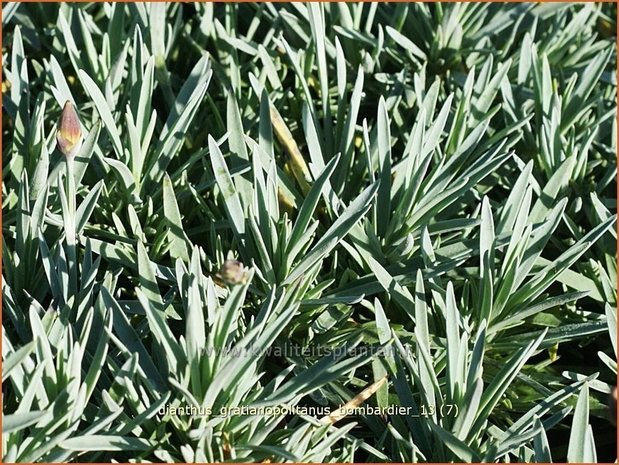 Dianthus gratianopolitanus 'Bombardier' | Anjer