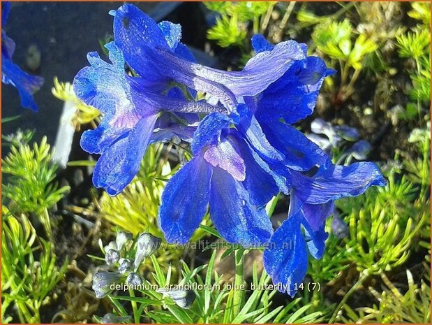 Delphinium grandiflorum 'Blue Butterfly' | Ridderspoor