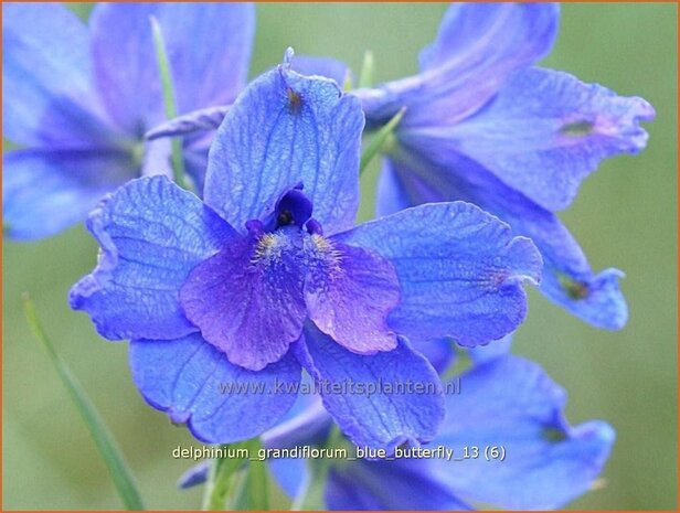 Delphinium grandiflorum 'Blue Butterfly' | Ridderspoor