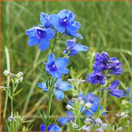 Delphinium grandiflorum 'Blue Butterfly' | Ridderspoor