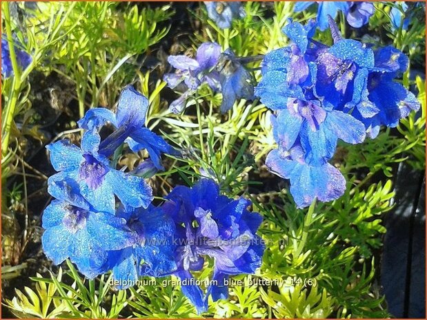 Delphinium grandiflorum 'Blue Butterfly' | Ridderspoor