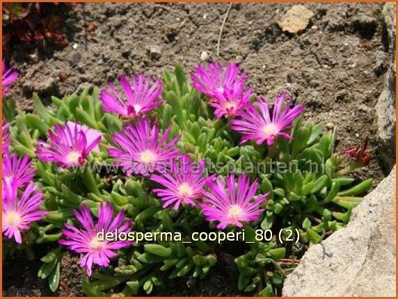 Delosperma cooperi | IJsplant, IJsbloempje