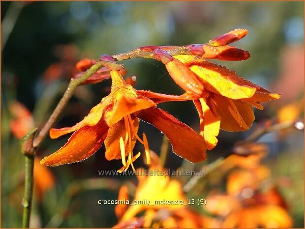 Crocosmia 'Emily McKenzie' | Montbretia