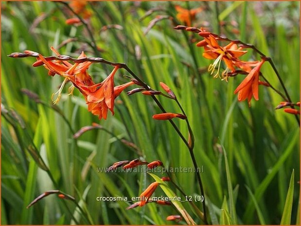 Crocosmia 'Emily McKenzie' | Montbretia