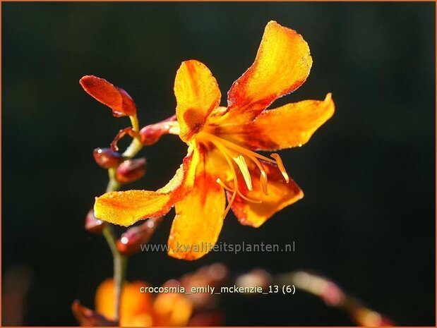 Crocosmia 'Emily McKenzie' | Montbretia