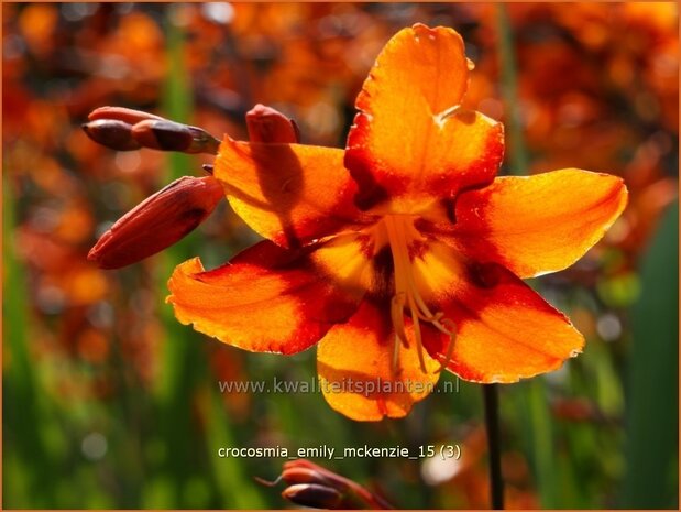 Crocosmia 'Emily McKenzie' | Montbretia