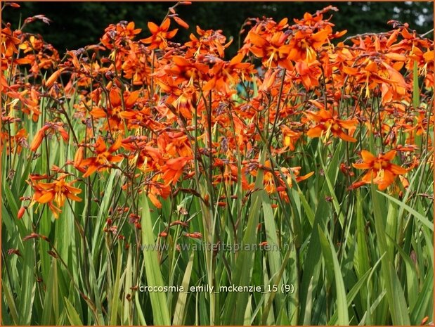 Crocosmia 'Emily McKenzie' | Montbretia