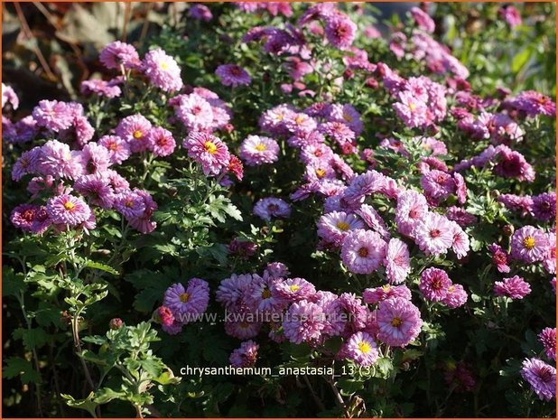 Chrysanthemum 'Anastasia' | Chrysant