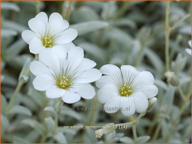 Cerastium tomentosum | Viltige hoornbloem, Hoornbloem | Filziges Hornkraut