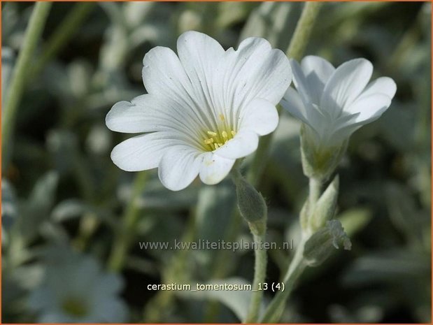 Cerastium tomentosum | Viltige hoornbloem, Hoornbloem | Filziges Hornkraut