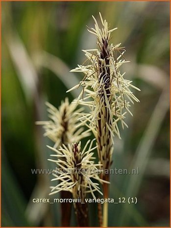 Carex morrowii 'Variegata' | Japanse zegge, Zegge