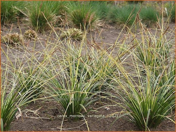 Carex morrowii 'Variegata' | Japanse zegge, Zegge