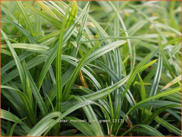 Carex morrowii 'Irish Green' | Zegge