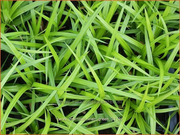 Carex morrowii 'Irish Green' | Zegge