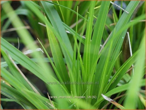 Carex morrowii 'Mosten' | Zegge