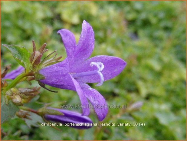 Campanula portenschlagiana 'Resholts Variety' | Klokjesbloem