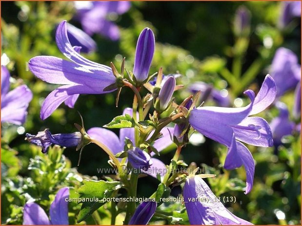 Campanula portenschlagiana 'Resholts Variety' | Klokjesbloem