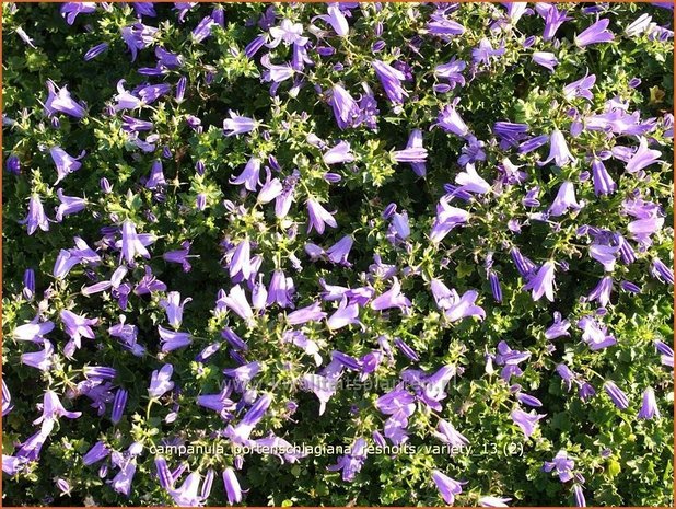 Campanula portenschlagiana 'Resholts Variety' | Klokjesbloem