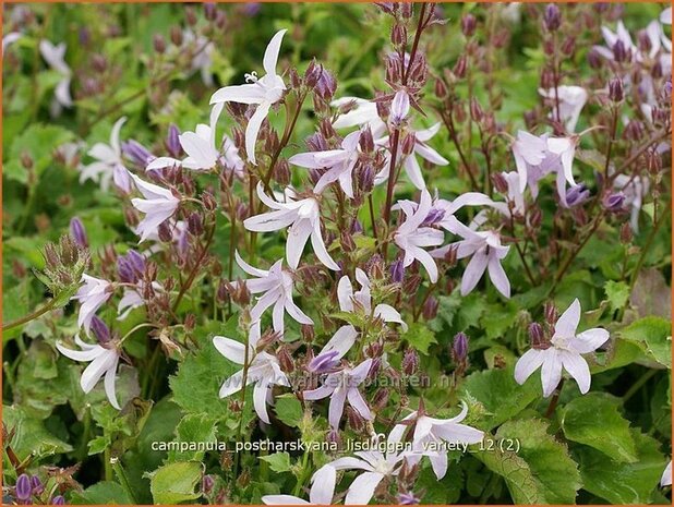 Campanula poscharskyana 'Lisduggan Variety' | Klokjesbloem