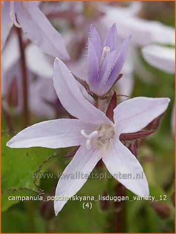 Campanula poscharskyana 'Lisduggan Variety' | Klokjesbloem