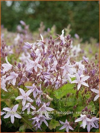 Campanula poscharskyana 'Lisduggan Variety' | Klokjesbloem