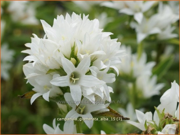 Campanula glomerata 'Alba' | Kluwenklokje, Klokjesbloem