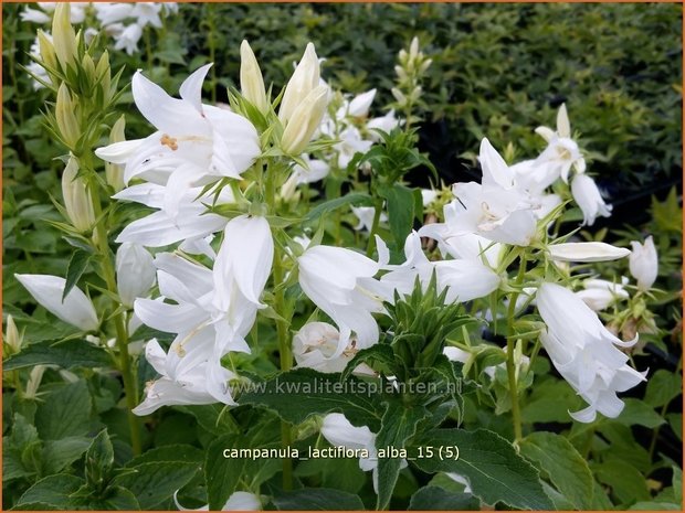 Campanula lactiflora 'Alba' | Klokjesbloem | Dolden-Glockenblume