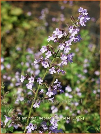 Calamintha nepeta 'Lila Riese' | Bergsteentijm