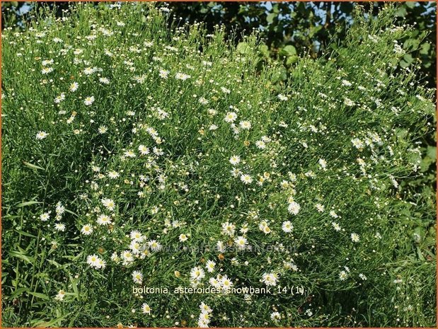 Boltonia asteroides 'Snowbank' | Schijnaster