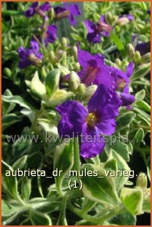 Aubrieta 'Dr. Mules Variegated' | Blauwkussen | Blaukissen