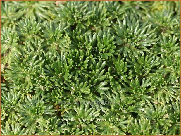 Azorella trifurcata 'Nana' | Andeskruid